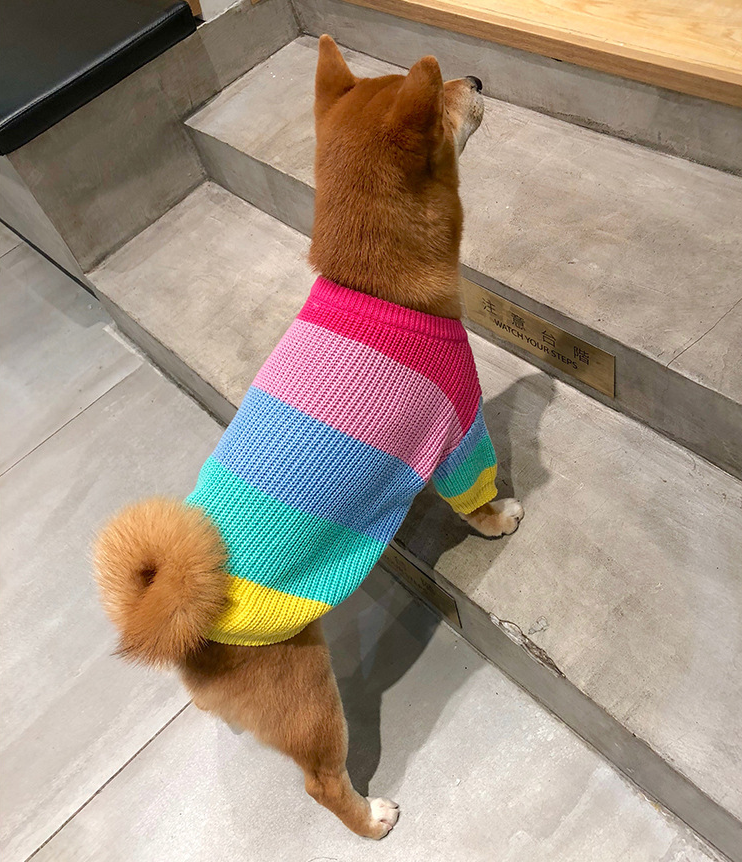 Casaco Pet Rainbow - Roupinha de frio para cachorro